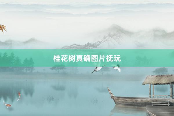 桂花树真确图片抚玩
